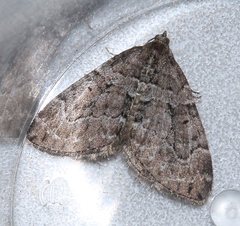 Thera cognata