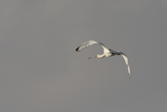 Platalea leucorodia