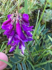 Hedysarum hedysaroides