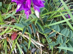 Hedysarum hedysaroides