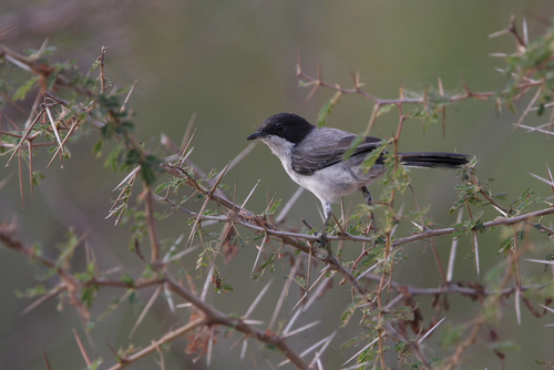 Arabian Warbler (Curruca leucomelaena), photo 7