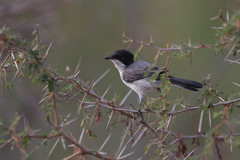 Curruca leucomelaena
