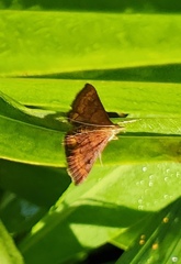 Pyrausta rubricalis