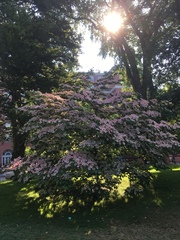 Magnoliopsida