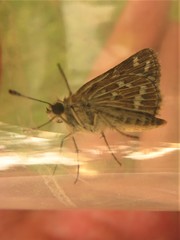 Taractrocera maevius