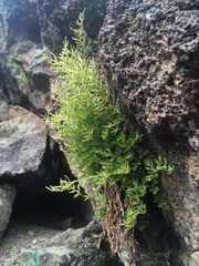 Cryptogramma cascadensis