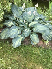 Hosta