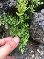 Cryptogramma cascadensis