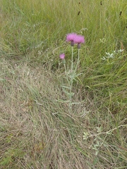 Cirsium flodmanii
