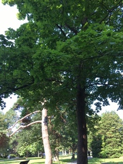 Acer