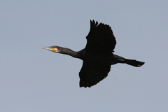 Phalacrocorax carbo