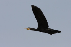Phalacrocorax carbo