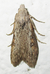 Lamoria planalis