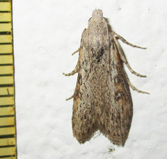Lamoria planalis
