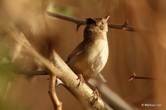Cisticola guinea