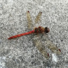 Sympetrum striolatum