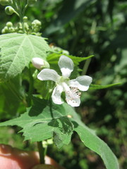 Ripariosida hermaphrodita