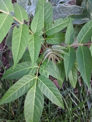 Ailanthus altissima