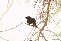 Bubalornis albirostris