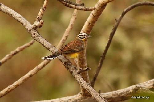 Brown-rumped Bunting