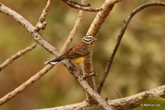 Emberiza affinis