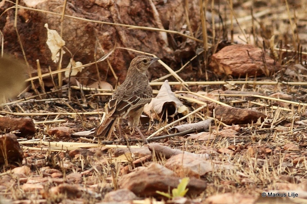 Highland Lark (Corypha kurrae) photo