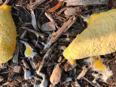 Fuligo septica