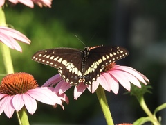 Papilio polyxenes