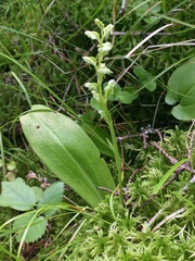 Platanthera obtusata