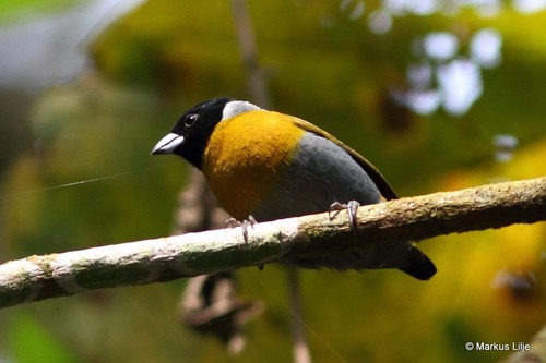 iNaturalist image