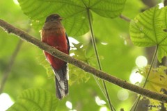 Apaloderma vittatum