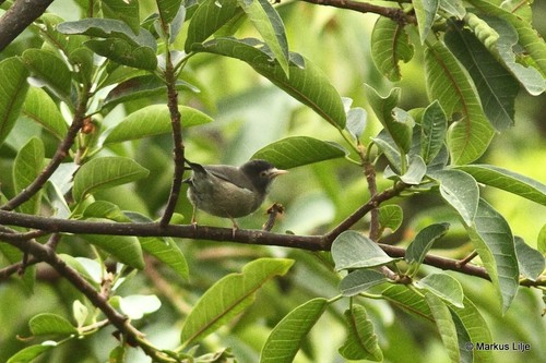 Cameroon Speirops (Zosterops melanocephalus) · iNaturalist