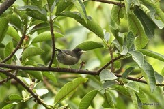 Zosterops melanocephalus