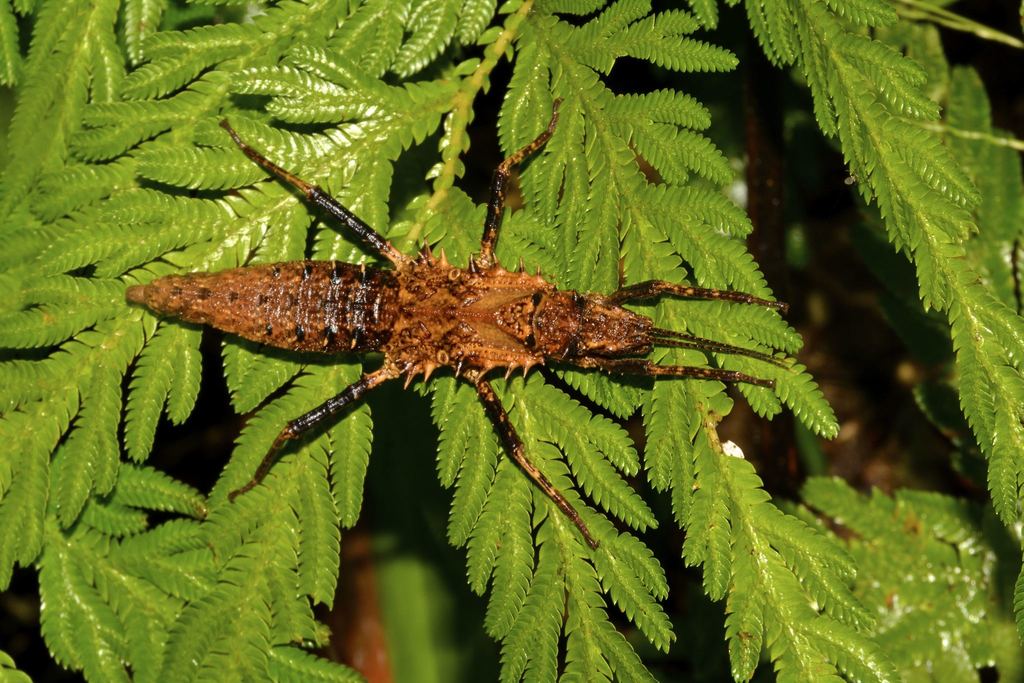 Tisamenus clotho