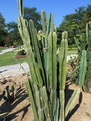Lophocereus