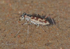 Ellipsoptera cuprascens