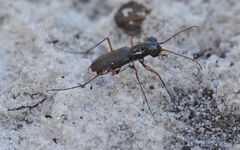 Cicindela scabrosa