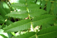 Zanthoxylum martinicense