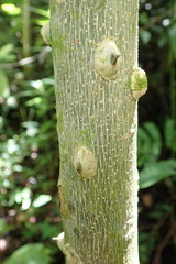 Zanthoxylum martinicense