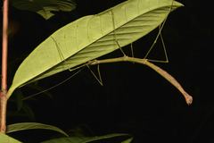 Mithrenes whiteheadi