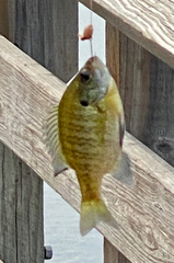 Lepomis macrochirus macrochirus