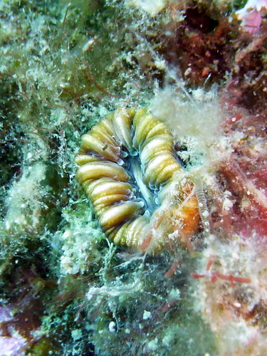 Tooth Coral