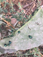 Gastrophysa cyanea