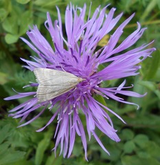 Udea nebulalis