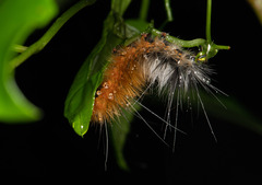 Spilarctia nydia