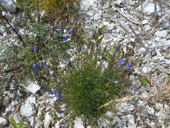 Campanula cespitosa