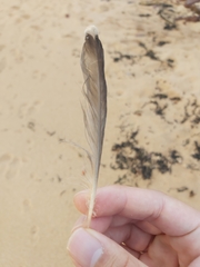 Manorina melanocephala