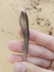 Manorina melanocephala