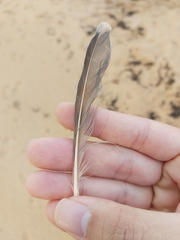 Manorina melanocephala