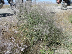 Gypsophila paniculata